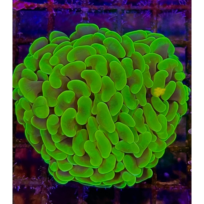 Hammer head Neon frag (par tete)