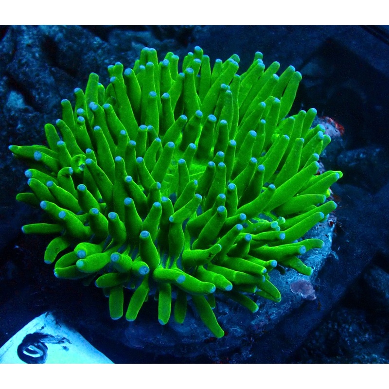 Heliofungia Green