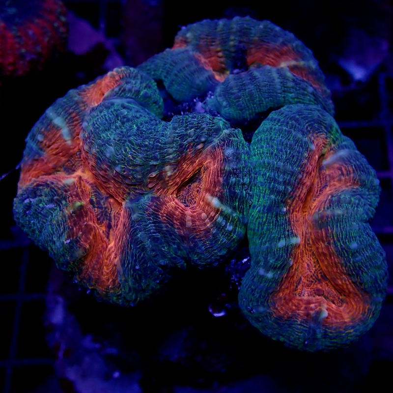 Lobophyllia