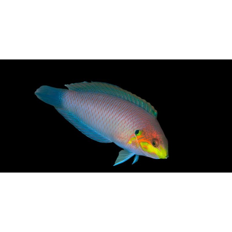Macropharyngodon moyeri (moyeri leopard wrasse)