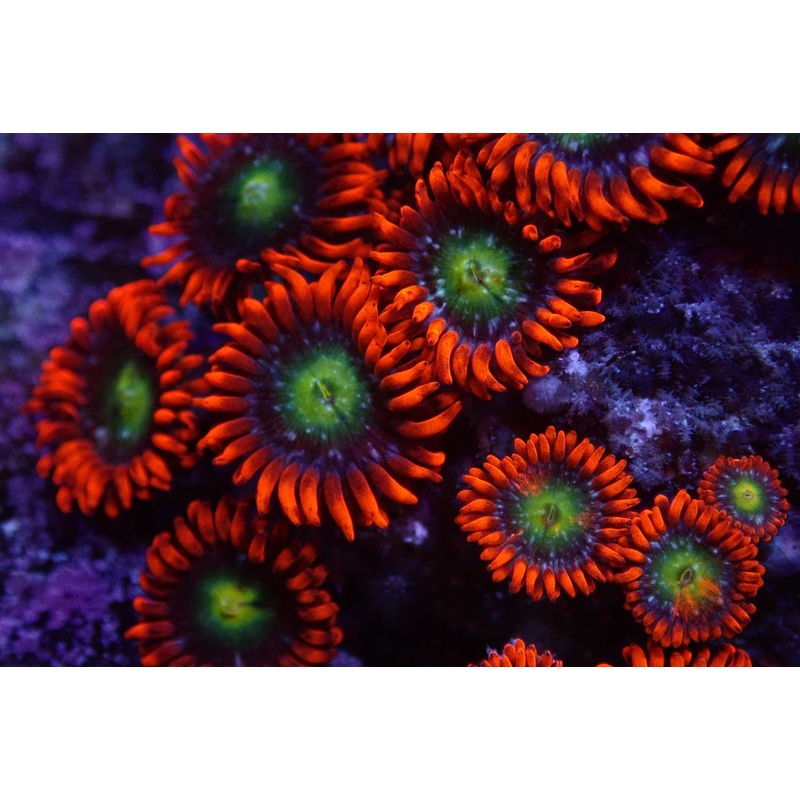 Mariposas Zoanthids frag