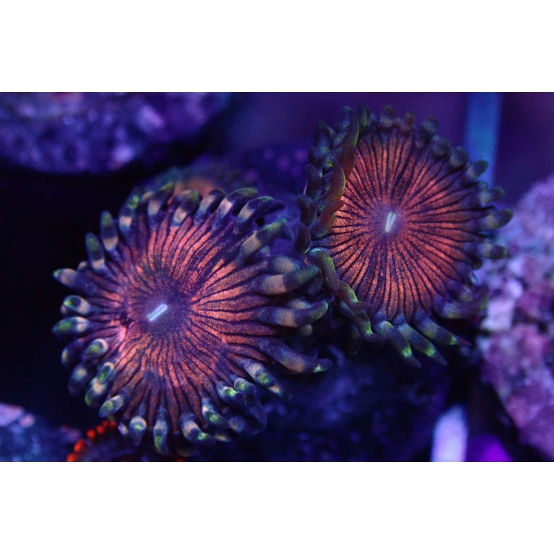 Miss Muffet Zoanthid frag
