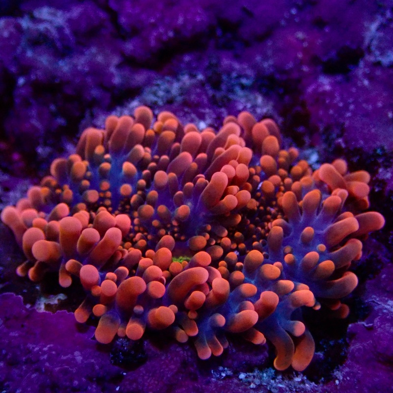 Orange Yuma Mushroom