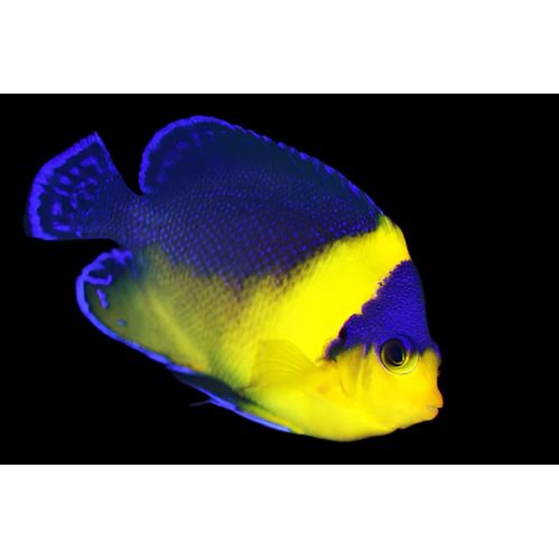 Paracentropyge venustus ( Venustus Angelfish )