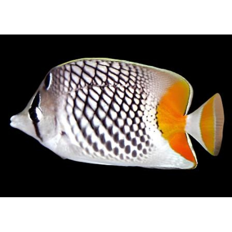 Pearlscale Butterfly (Chaetodon xanthurus)