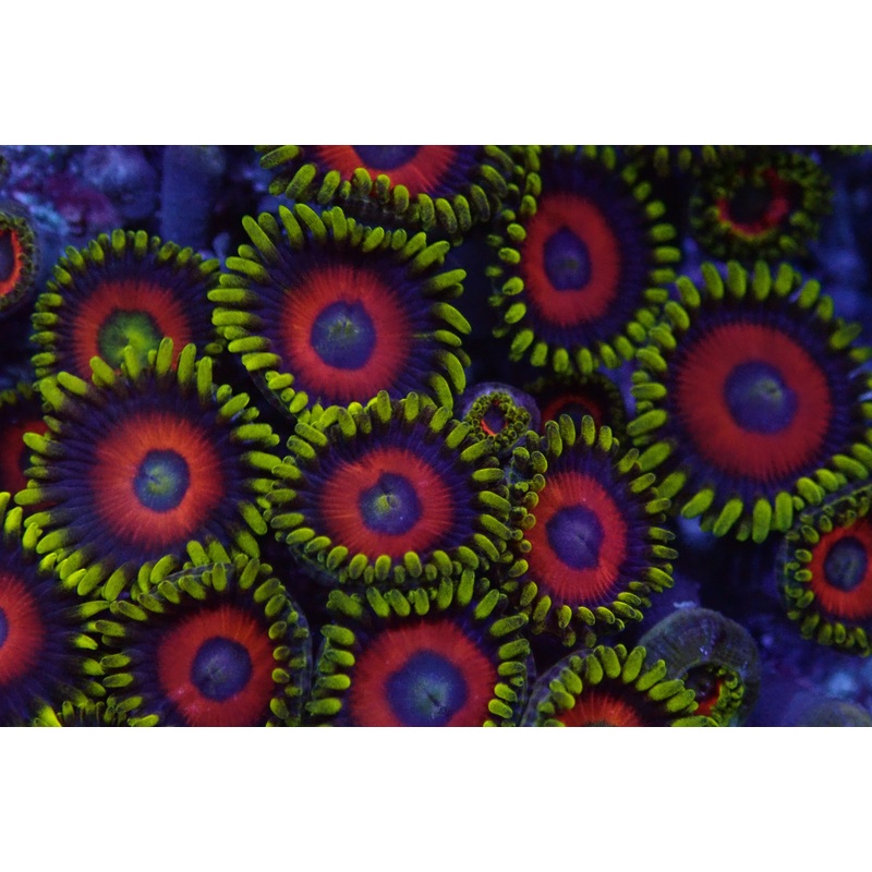 PHE Zoas frag