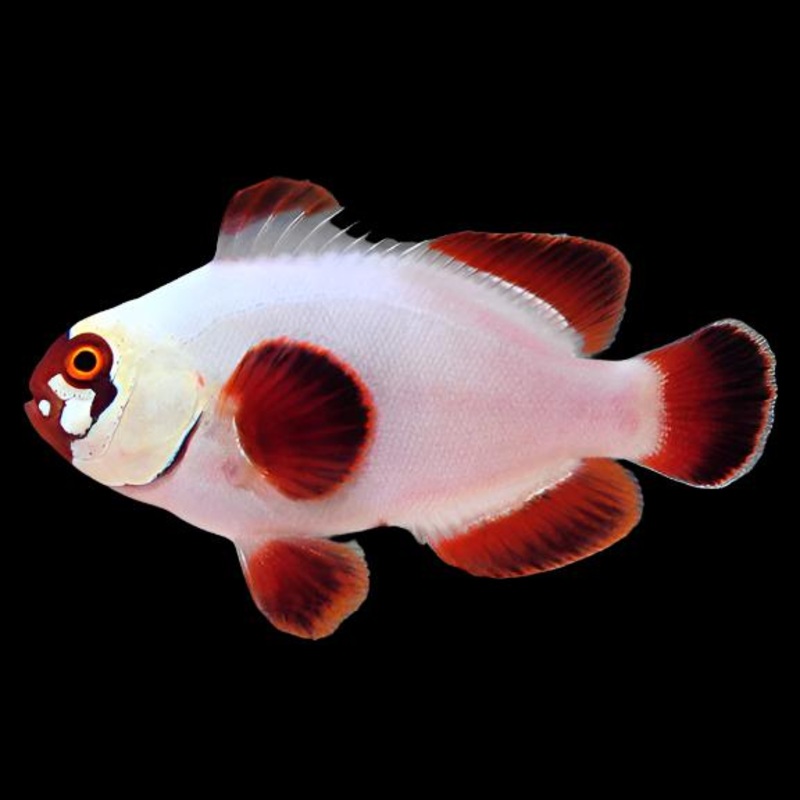 poisson-clown ppite d'or ( gold nugget clownfish )