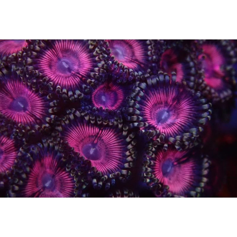 Purple Eyed Pinks Zoanthid frag