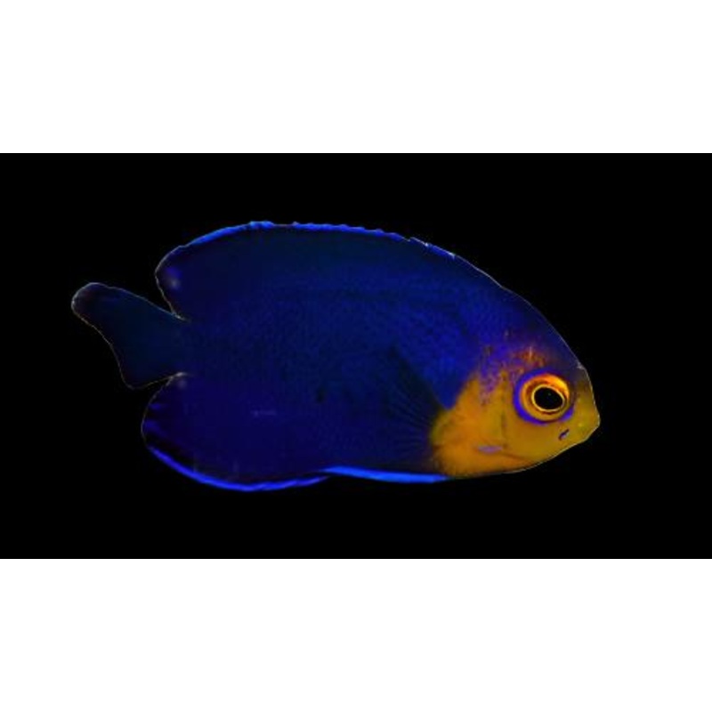 Pygmy (Cherub) Angelfish