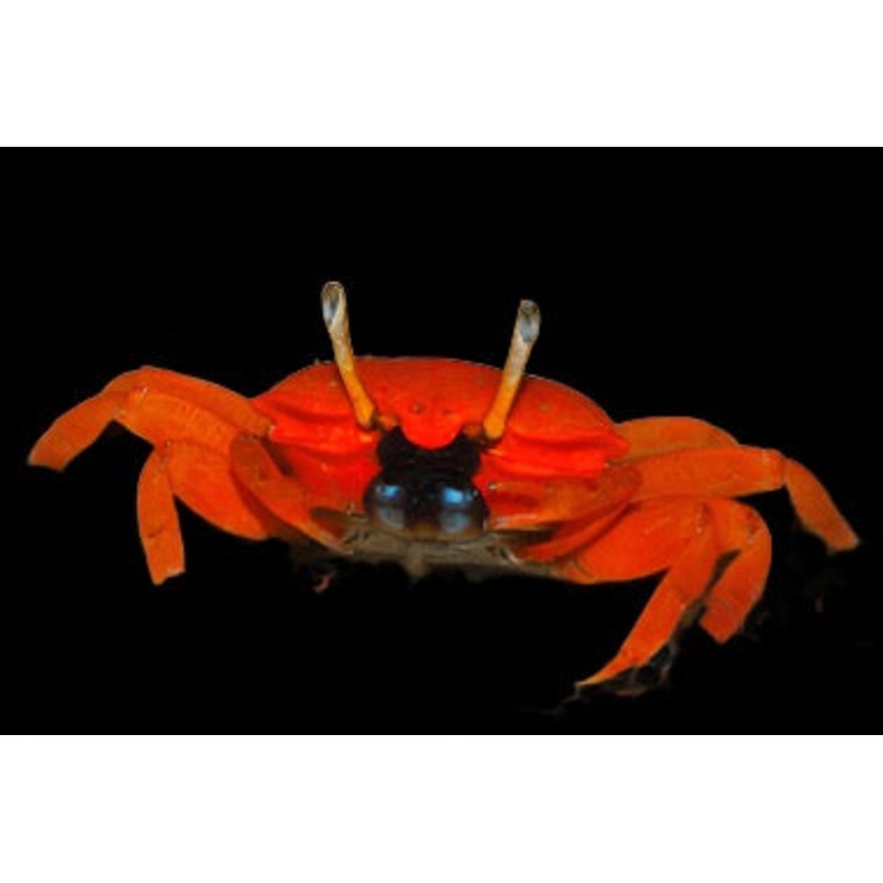 Red / Orange Crab