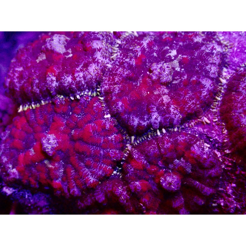 Rhodactis mushroom frag par tete