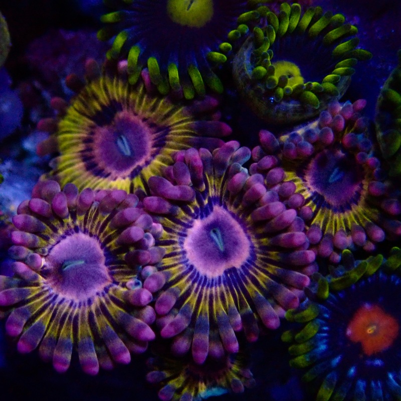 RS Queen Krakatoa Zoanthid per polyp