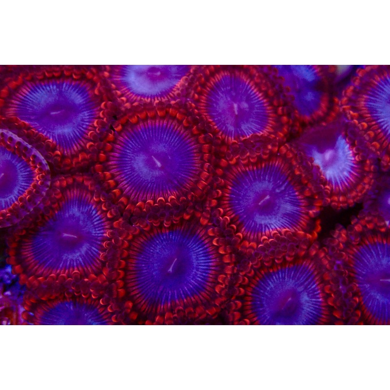 Spiderman Zoanthid frag