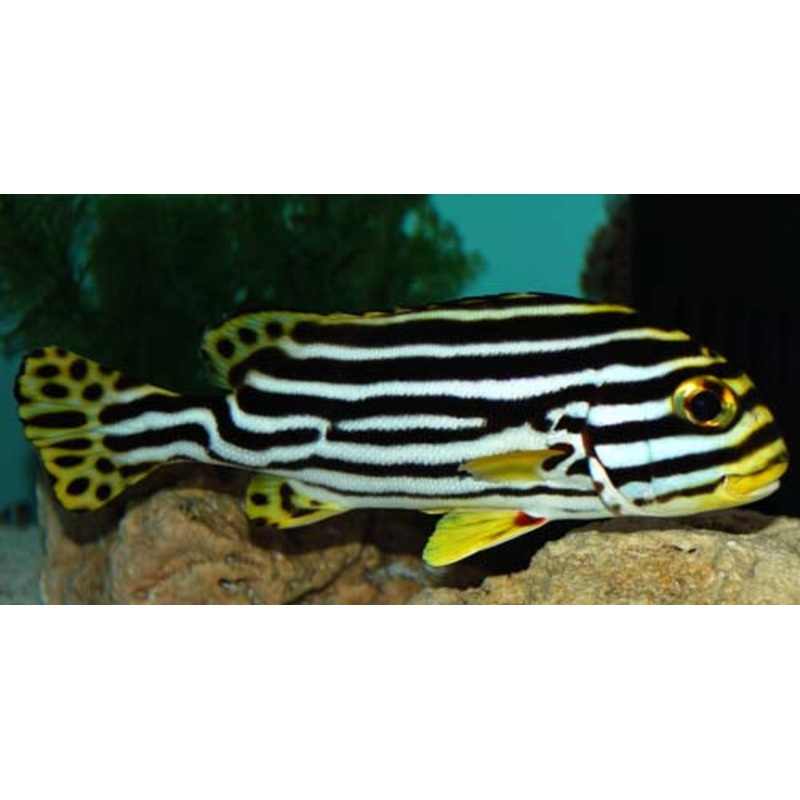 Stripe Sweetlips