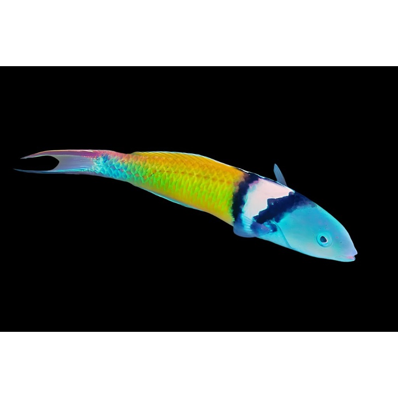 Thalassoma bifasciatum (Bluehead Wrasse)