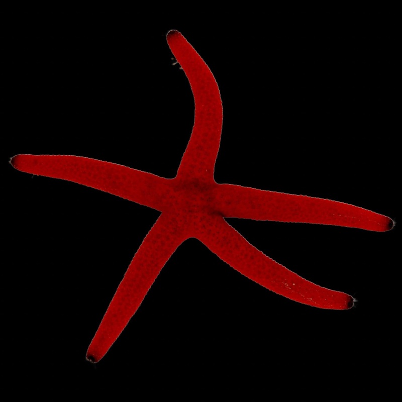 toile de mer Linckia orange ( Orange Linckia Starfish)