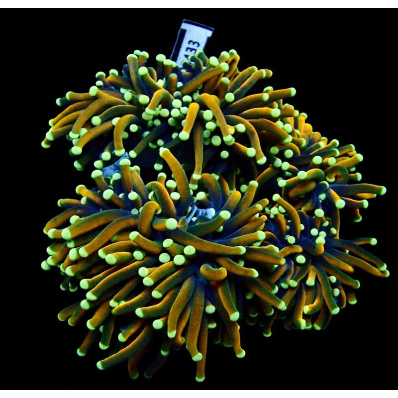 Torch Coral Reversed Holy Grail Par Tete Frag