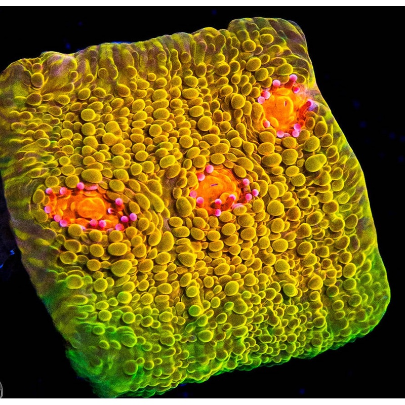 Tyree Mummy Eye Chalice Coral