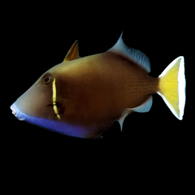 WHITE TAIL TRIGGERFISH