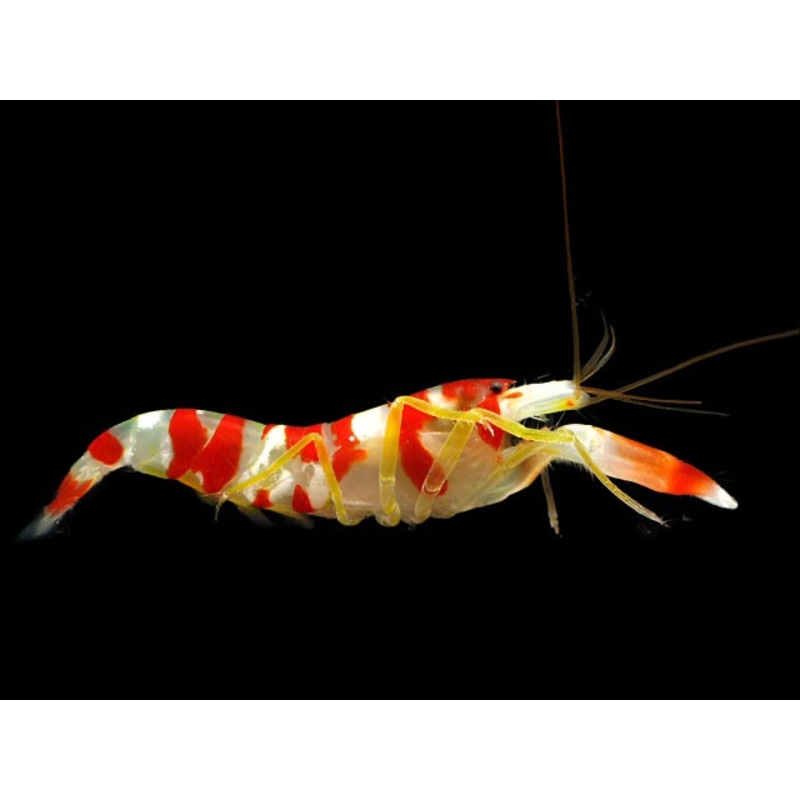 Alpheus randalli (Candy Stripe Pistol Shrimp)