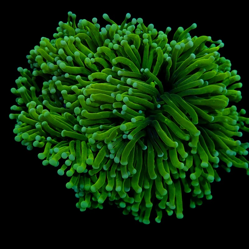 Australian Green Torch Colony