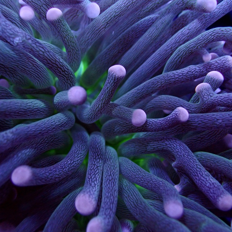 Australian Joker Torch Euphyllia glabrescens