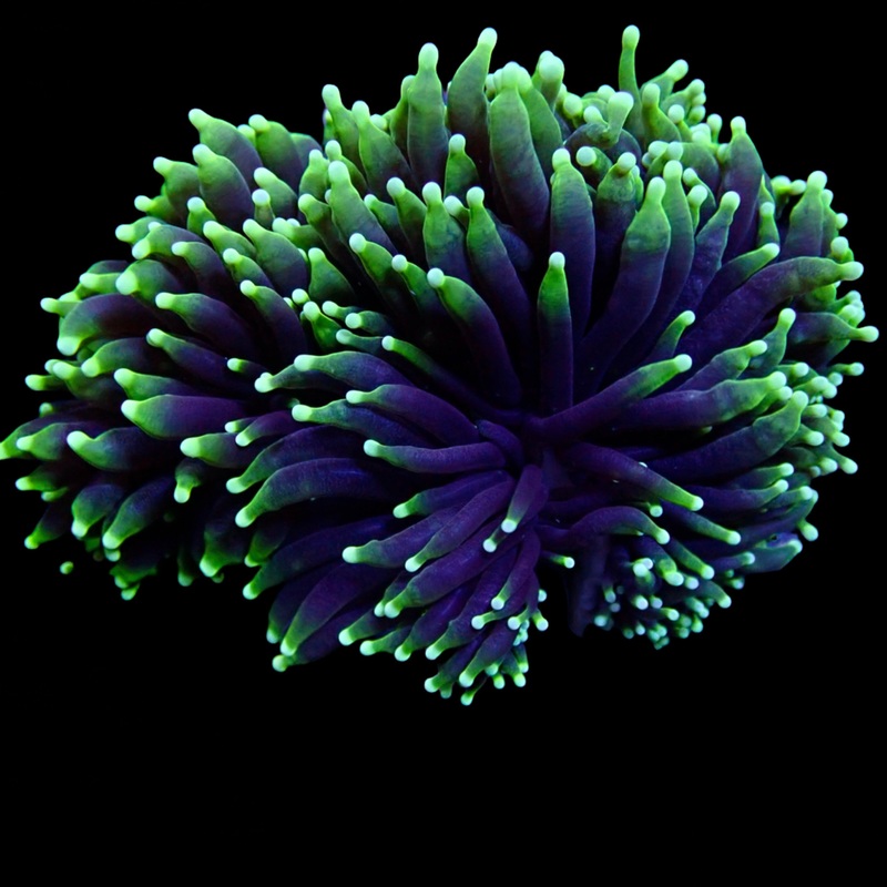 Australian Toxic Green Torch Colony
