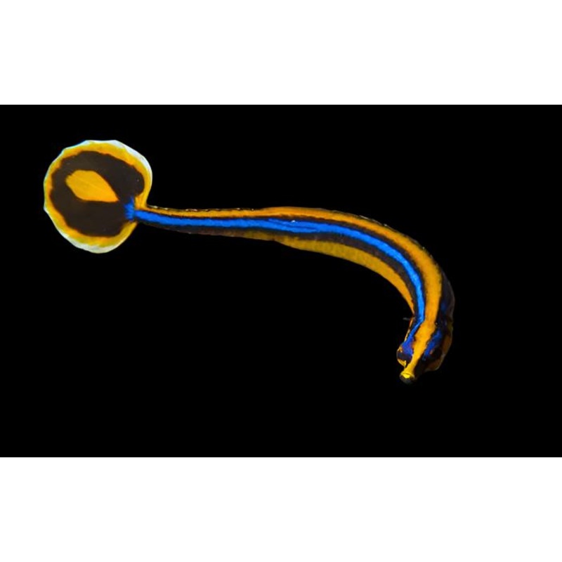 Bluestripe Pipefish
