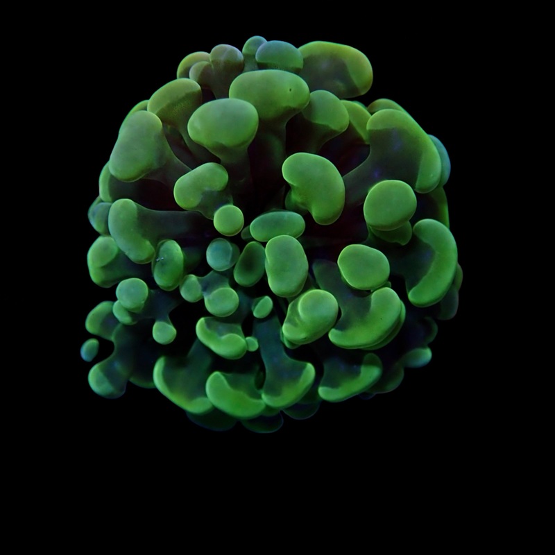 Branching Green Hammers Frag