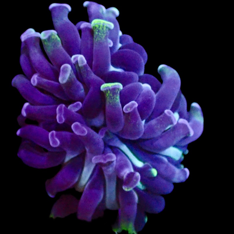 Branching Hammers Frag