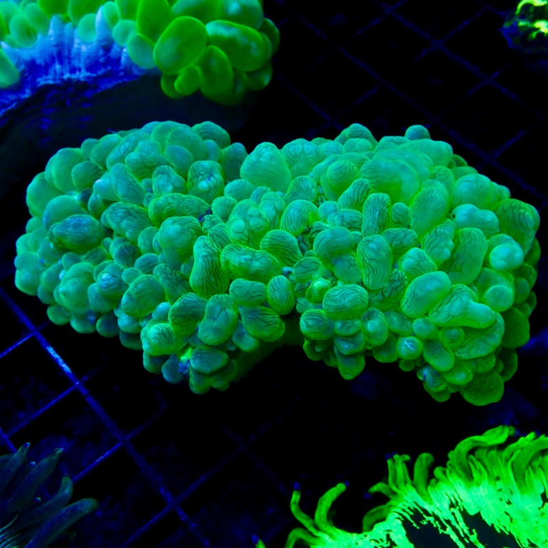 Bubble Coral