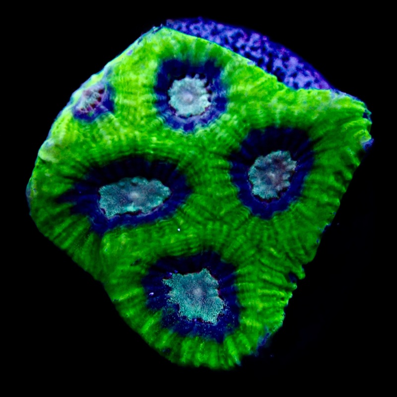 Favia Frag