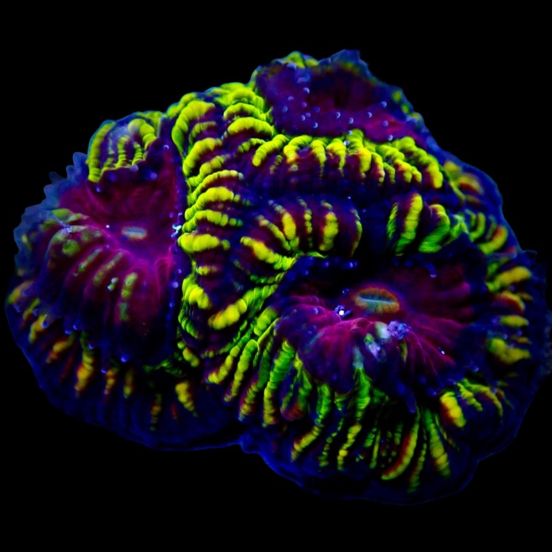Favia Ultra Frag
