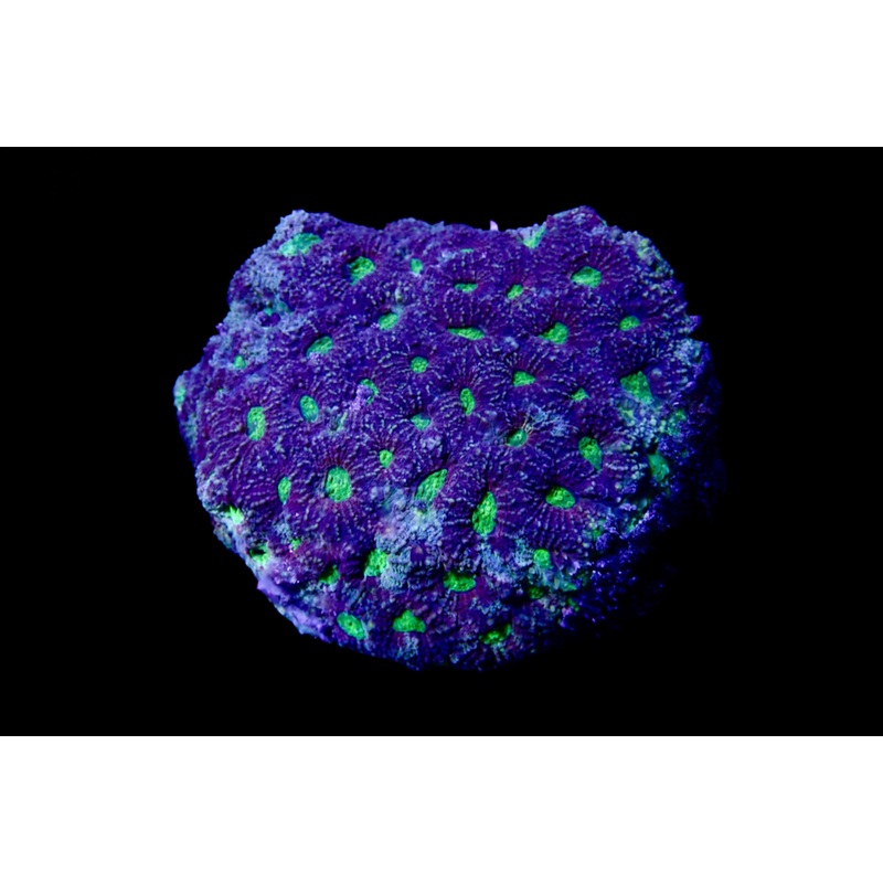 Favite colony