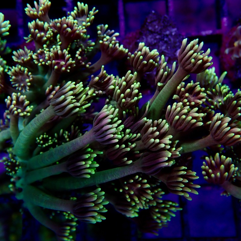 Goniopora Frag