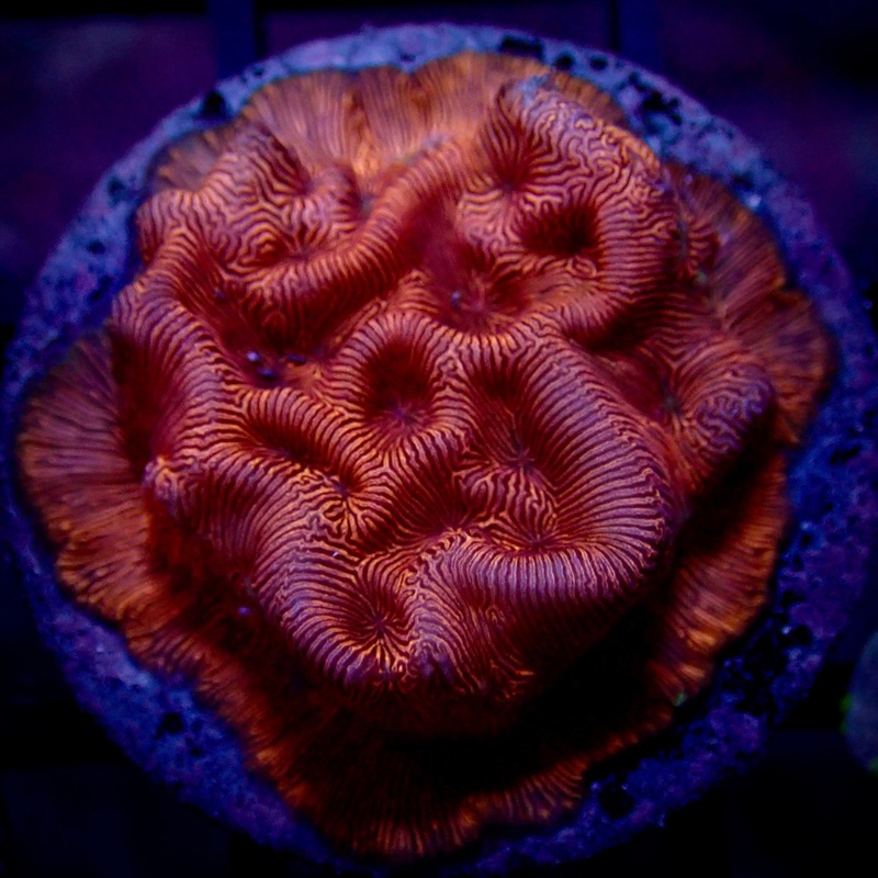 Leptoseris foliosa Encrusting