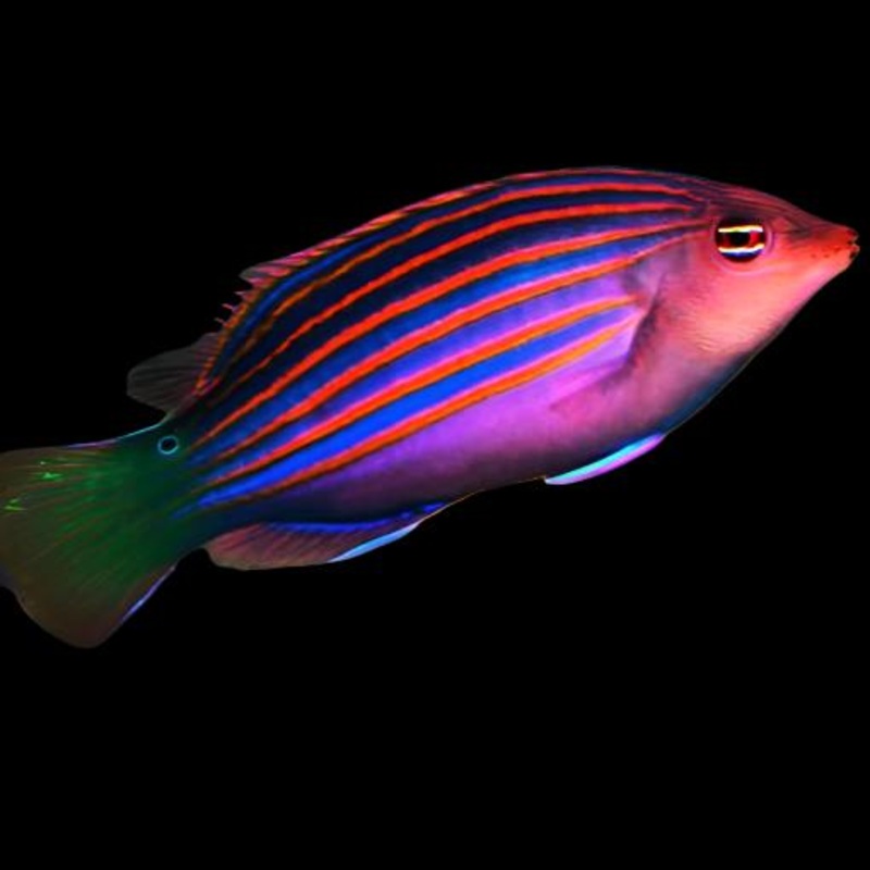 Pseudocheilinus hexataenia (Sixline Wrasse)