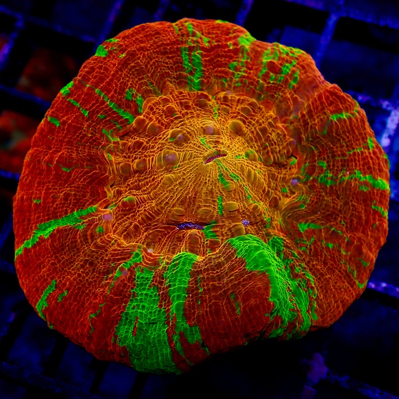 Scolymia Reversed Bleeding  Ultra Gold