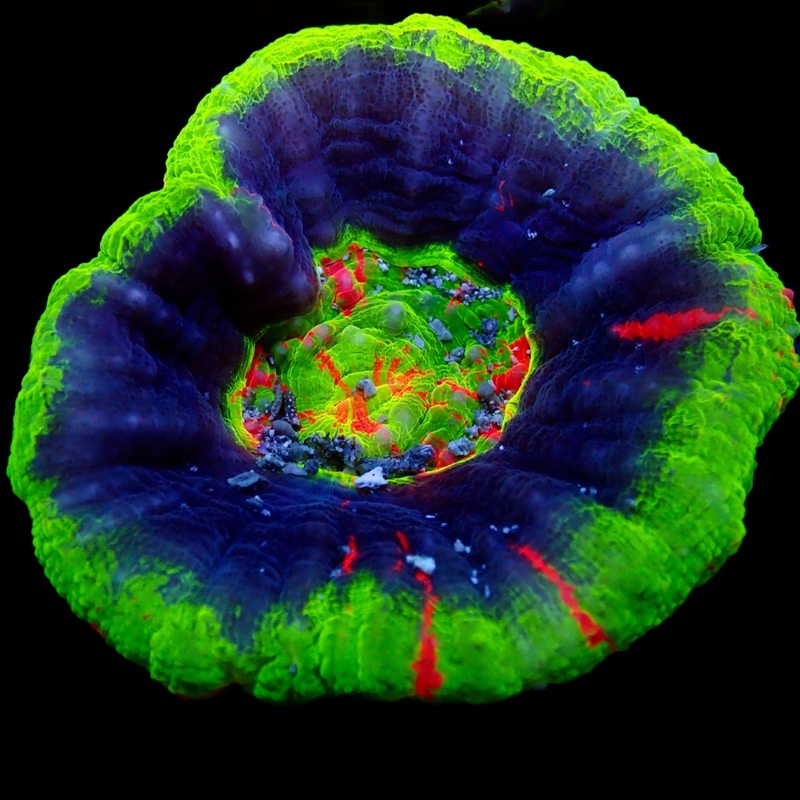 Scolymia Unusual Ultra Rare Ultra Grade
