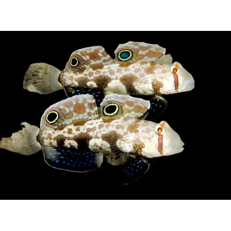 Signigobius biocellatus (Twin Spot Signal Goby)