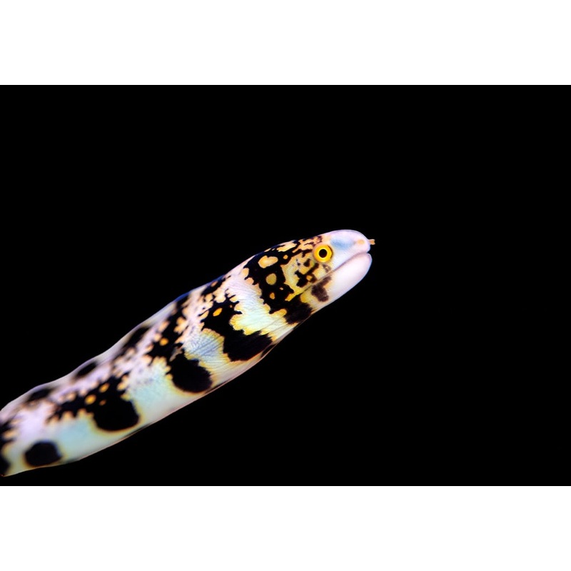Snowflake Eel (Echidna nebulosa) Small
