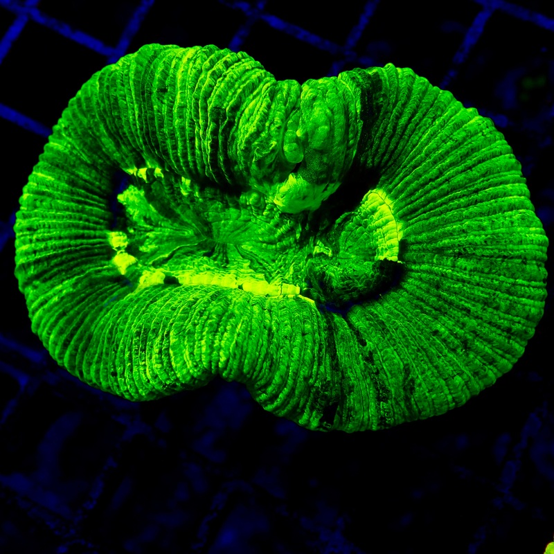 Trachyphyllia Geoffroyi Metallic Green / Fluro Small (assortie)