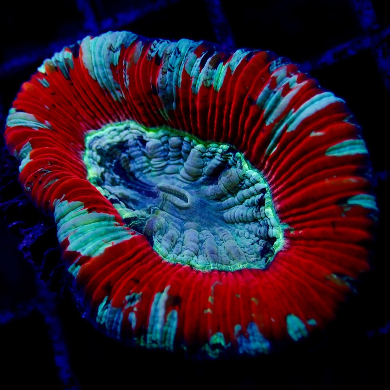 Trachyphyllia Ultra Grade Red Tiny Assortie