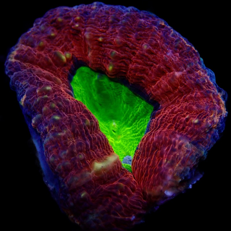 Ultra  Rainbow Lobophyllia