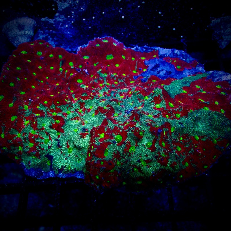 Ultra War Favite Coral Colony