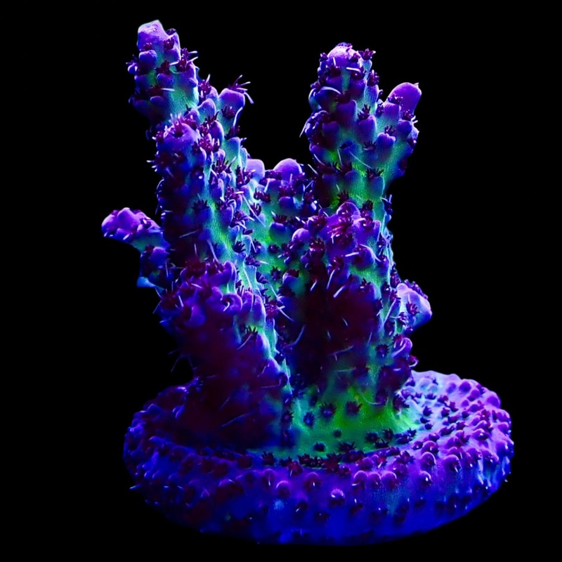 Acropora Frag Australie WYSIWYG