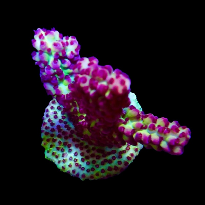 Acropora Strawberry Shortcake WYSIWYG