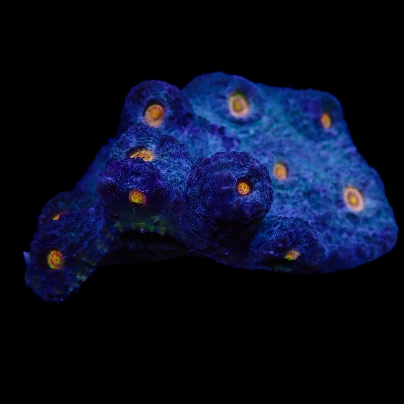 Chalice Blue Lagoon Colony