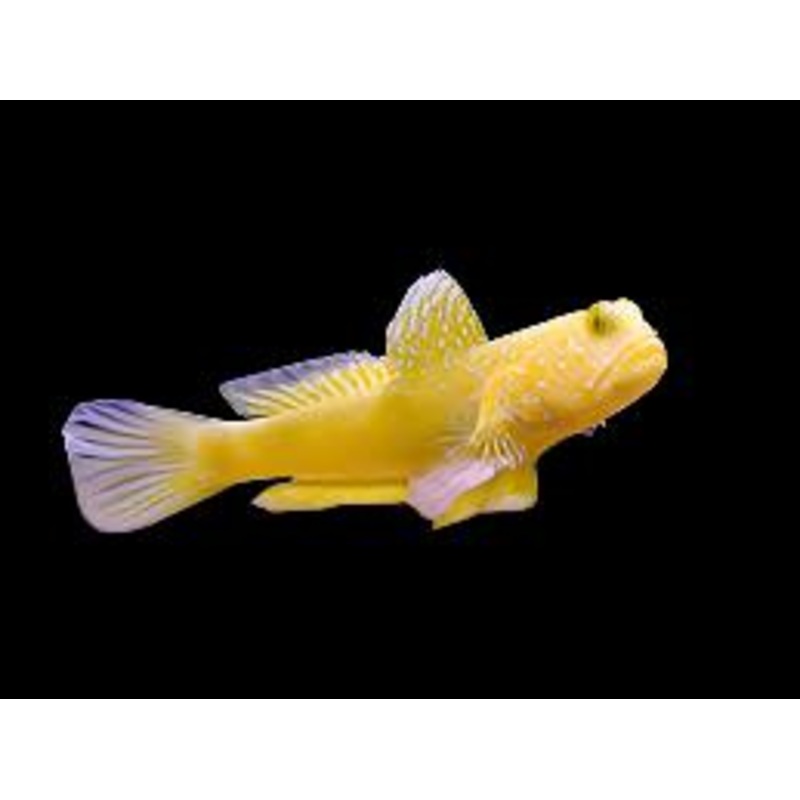 Cryptocentrus cinctus (Yellow watchman goby)