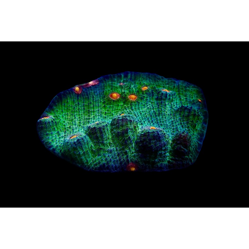 Echinophyllia ( Chalice )Space Monster colony med